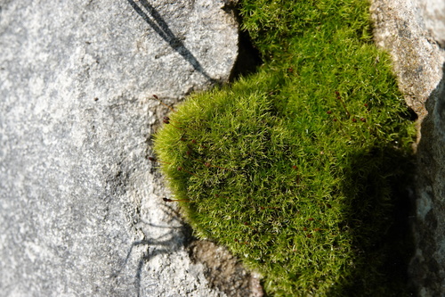 Distichium inclinatum observed 2024-05-25