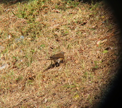 Turdus obscurus