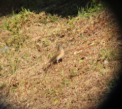 Turdus obscurus