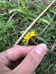 Taraxacum palustre