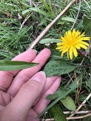 Taraxacum palustre