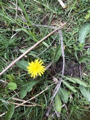 Taraxacum palustre