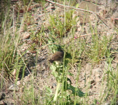 Urosphena squameiceps