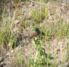 Urosphena squameiceps