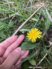 Taraxacum palustre