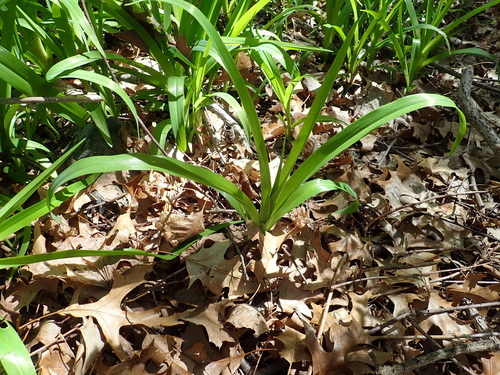 Hemerocallis fulva iNat (3)