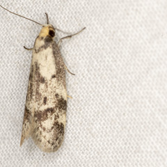 Palimmeces variegata