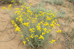Tanacetum achilleifolium