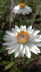 Xerochrysum bracteatum