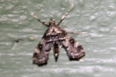 Oligostigmoides