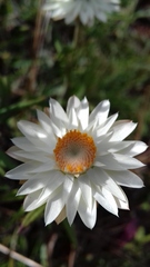 Xerochrysum bracteatum