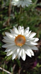 Xerochrysum bracteatum