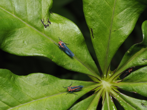 Atkinsoniella alternata, 2024-05-26