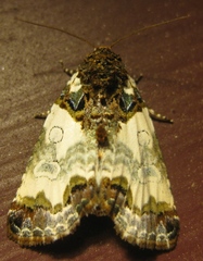 Cerma cerintha