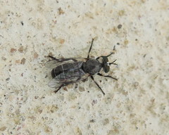 Atomosia melanopogon