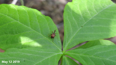 Apoderinae
