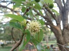 Mitragyna parvifolia