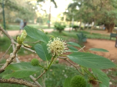 Mitragyna parvifolia