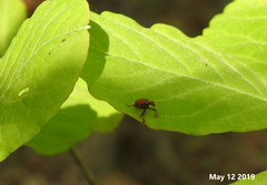 Apoderinae