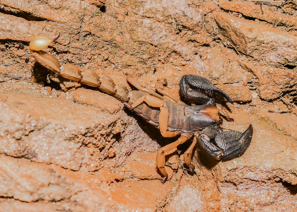 Pugnacious Burrowing Scorpion from Mountain-Sanctuary-Park, Südafrika ...