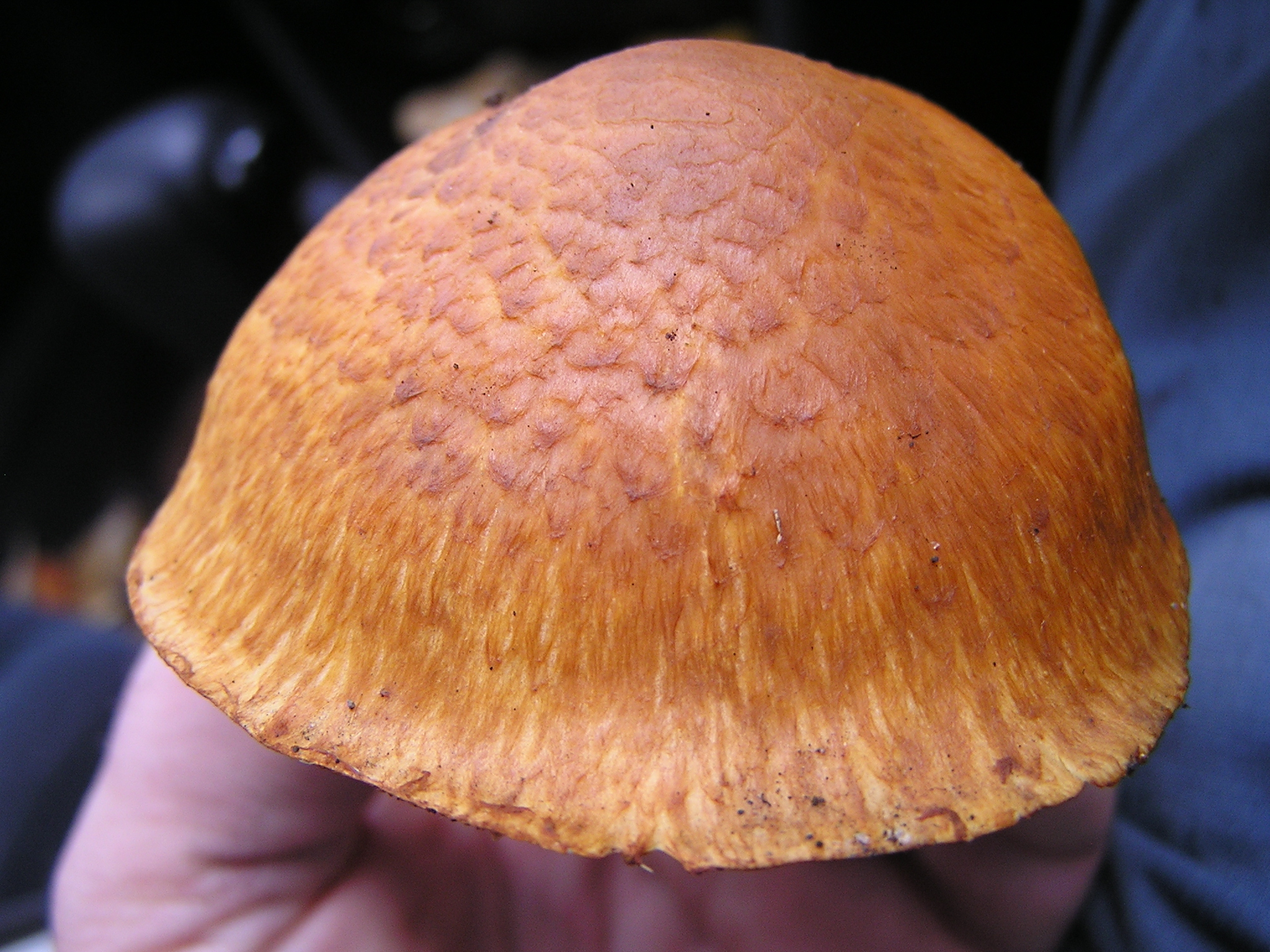 Gymnopilus junonius image