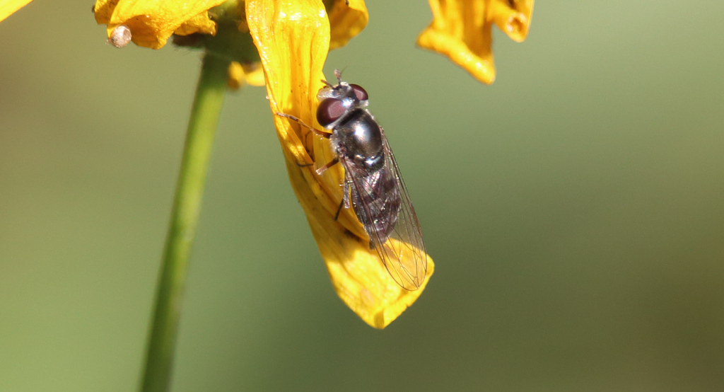 Platycheirus fenestrata