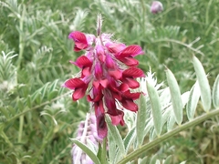 Vicia benghalensis