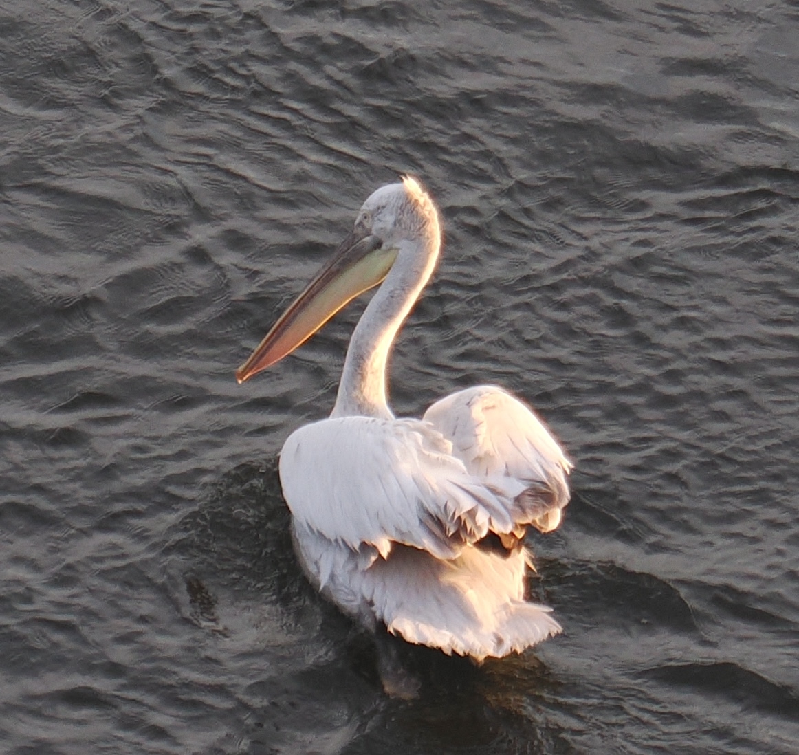 Dalmatian Pelican