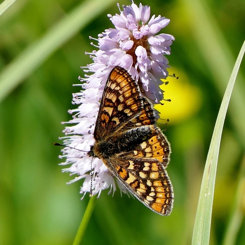 Marsh Fritillary, Alberschwende, Österreich, photo 8 of 10