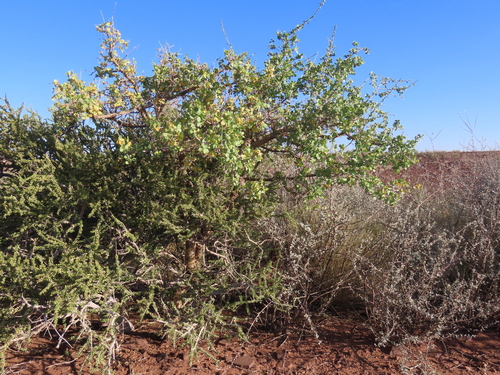 Image of Commiphora glandulosa by no rights reserved