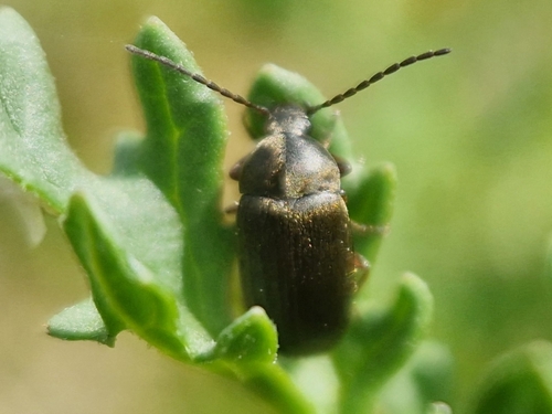 Isomira thoracica