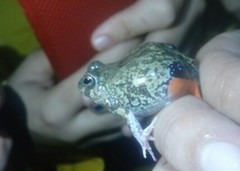 Pleurodema brachyops