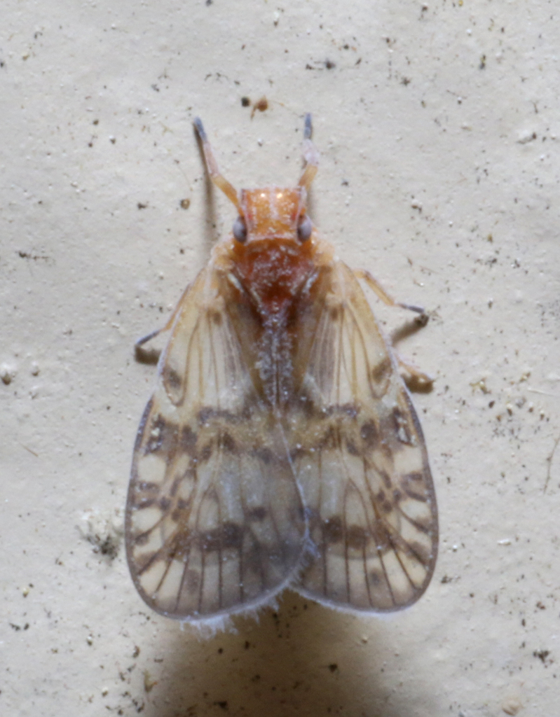 Bothriocera drakei