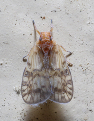 Bothriocera drakei