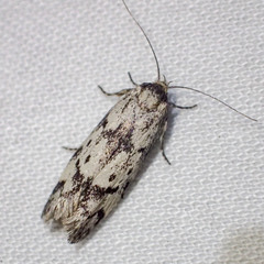 Palimmeces hemiphanes