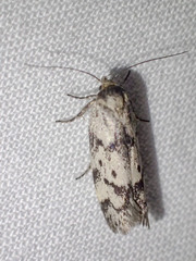 Palimmeces hemiphanes