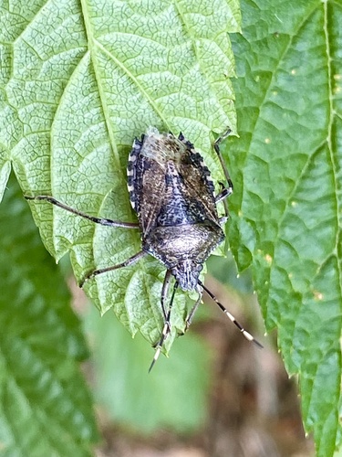 Mottled Stink Bug, 's-Graveland, North Holland, NL, photo 8 of 10