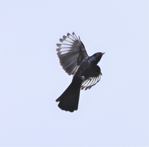 Phainopepla, photo 2 of 10