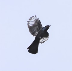 Phainopepla photo 4