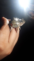 Pleurodema brachyops