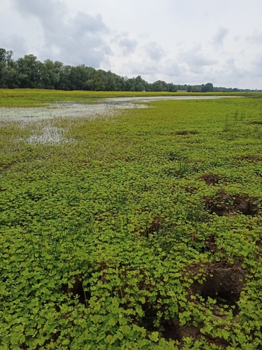Image of Marsilea quadrifolia by (c) ruifigueira, some rights reserved (CC BY)