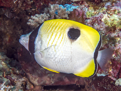 Teardrop Butterflyfish photo 2