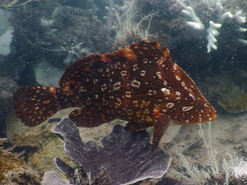 Smooth grouper (Dermatolepis striolata) — Serranidae — 2