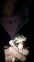 Rhinella humboldti