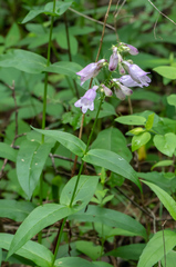 Penstemon calycosus