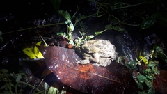 Rhinella humboldti