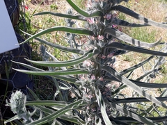 Echium glomeratum