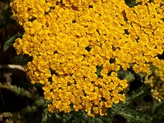 Achillea arabica