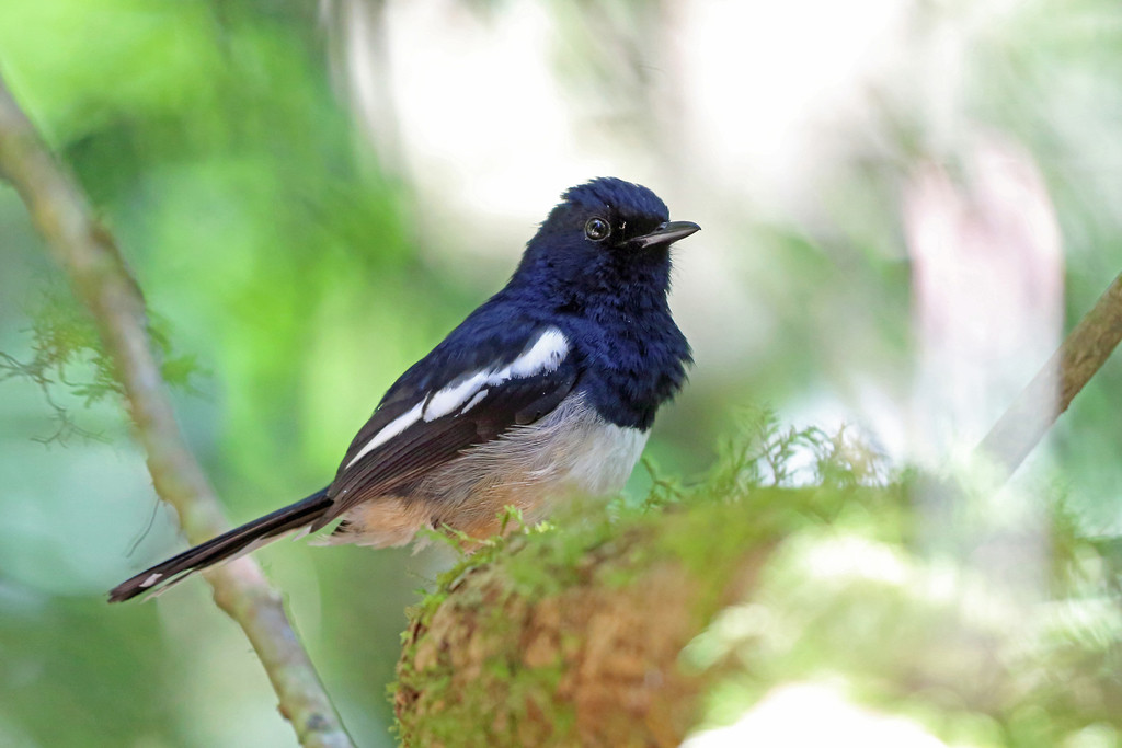 Madagascar Magpie-Robin (Copsychus albospecularis) photo