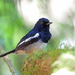 Madagascar Magpie-Robin - Photo (c) Nigel Voaden, some rights reserved (CC BY)